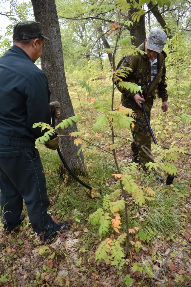 Аксубаевские лесоводы призывают присоединиться к обработке против непарного шелкопряда