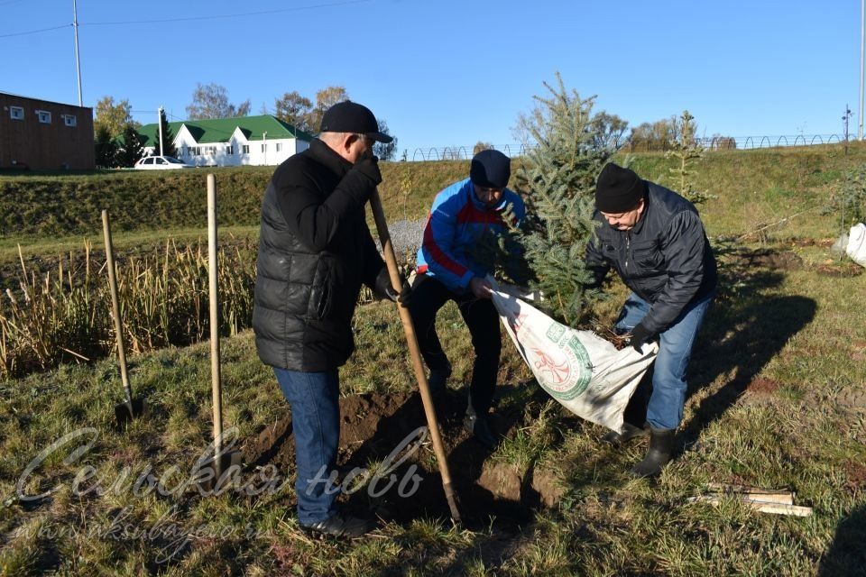 Аксубай яр буен миләш тәлгәшләре һәм зәңгәр чыршылар бизәячәк