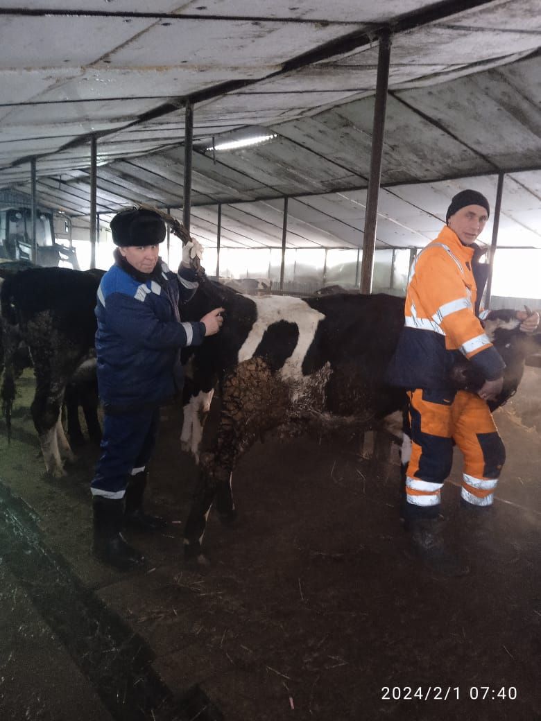 В Аксубаевском районе начались весенние противоэпизоотические мероприятия