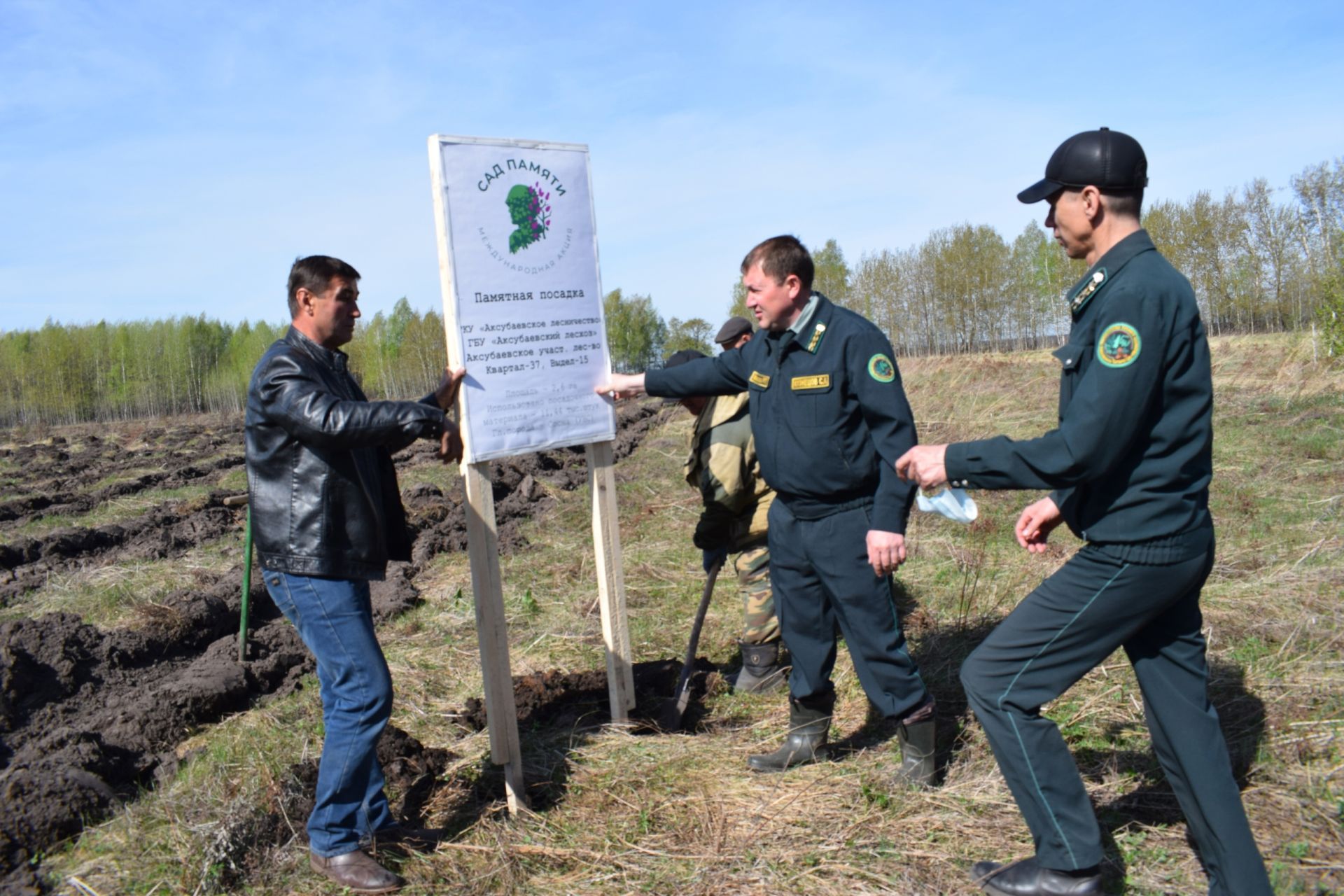 Аксубай урманнары яшелләнә һәм арта