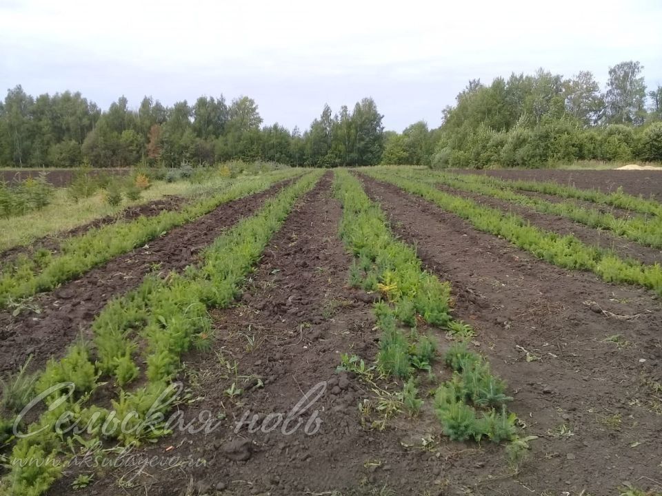 В питомниках Аксубаевского района закладывается будущее леса