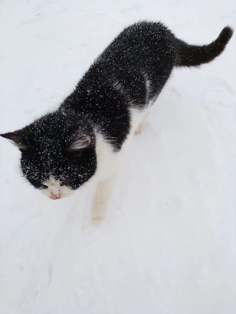 Бездомные кошки – укор хозяевам!