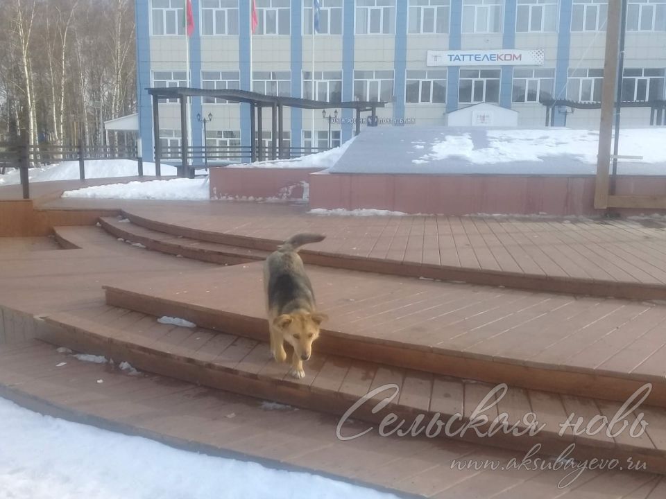 Аксубаевцев призывают держать собак на привязи