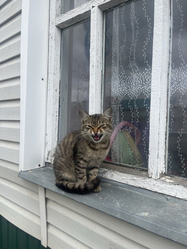 Как отучить кота кусаться и царапаться