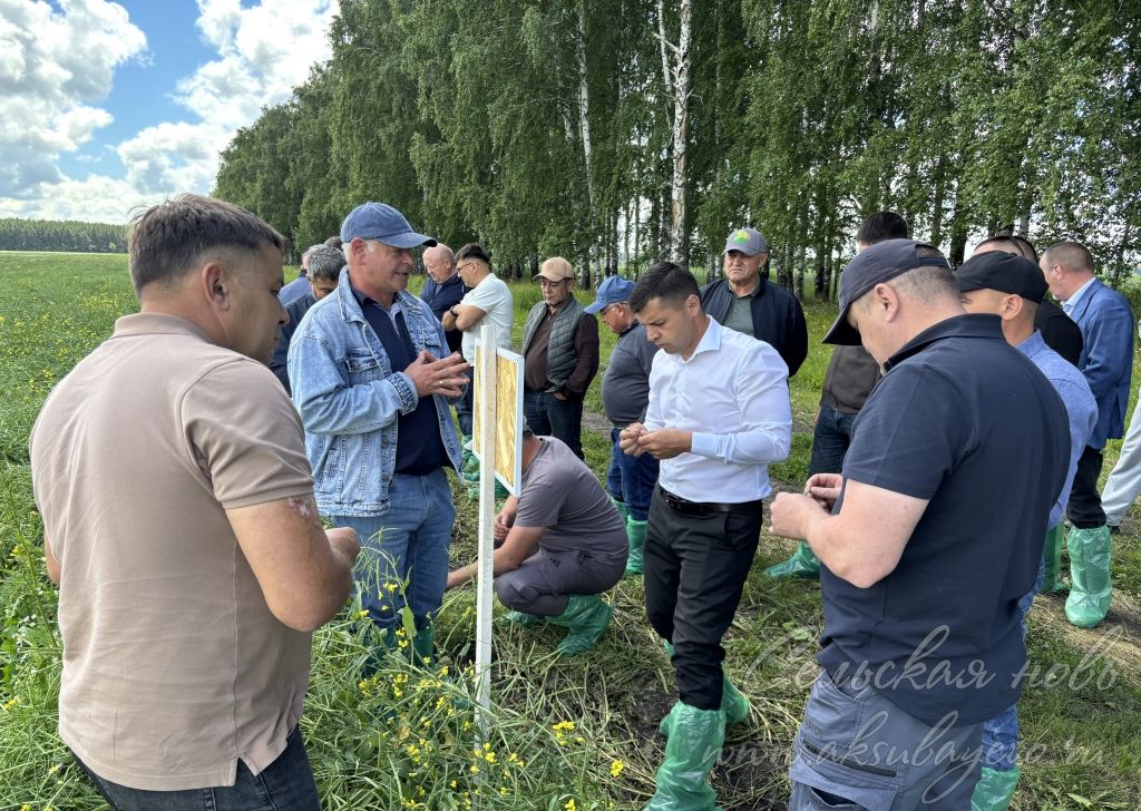 От сева до уборки — в Аксубаевском районе состоялся профессиональный диалог о выращивании озимого рапса