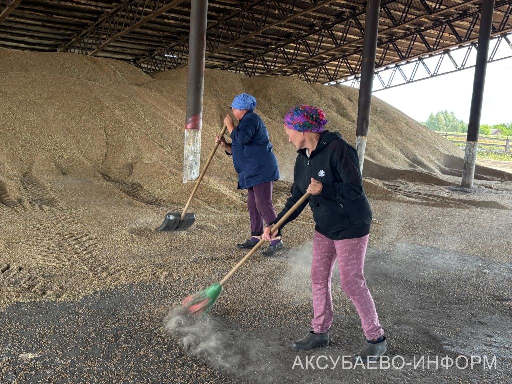 На полях Аксубаевского района набирает темпы уборка урожая