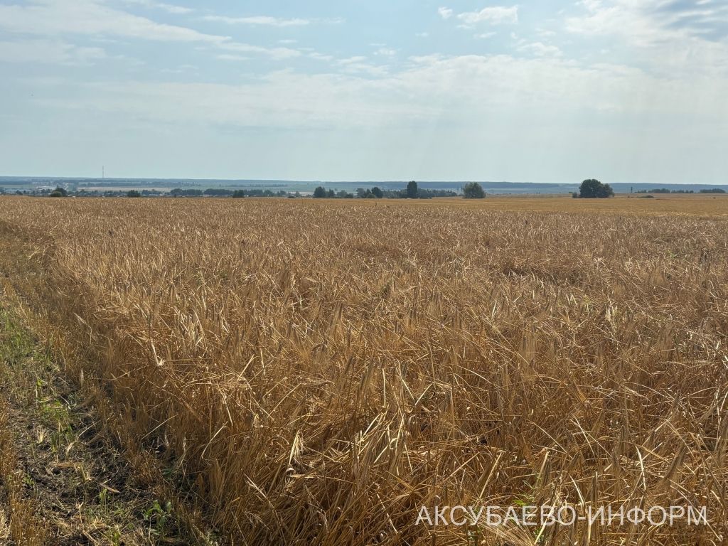 В сельхозпредприятии «Волга Селект» Аксубаевского района намолочено свыше 1300 тонн зерна