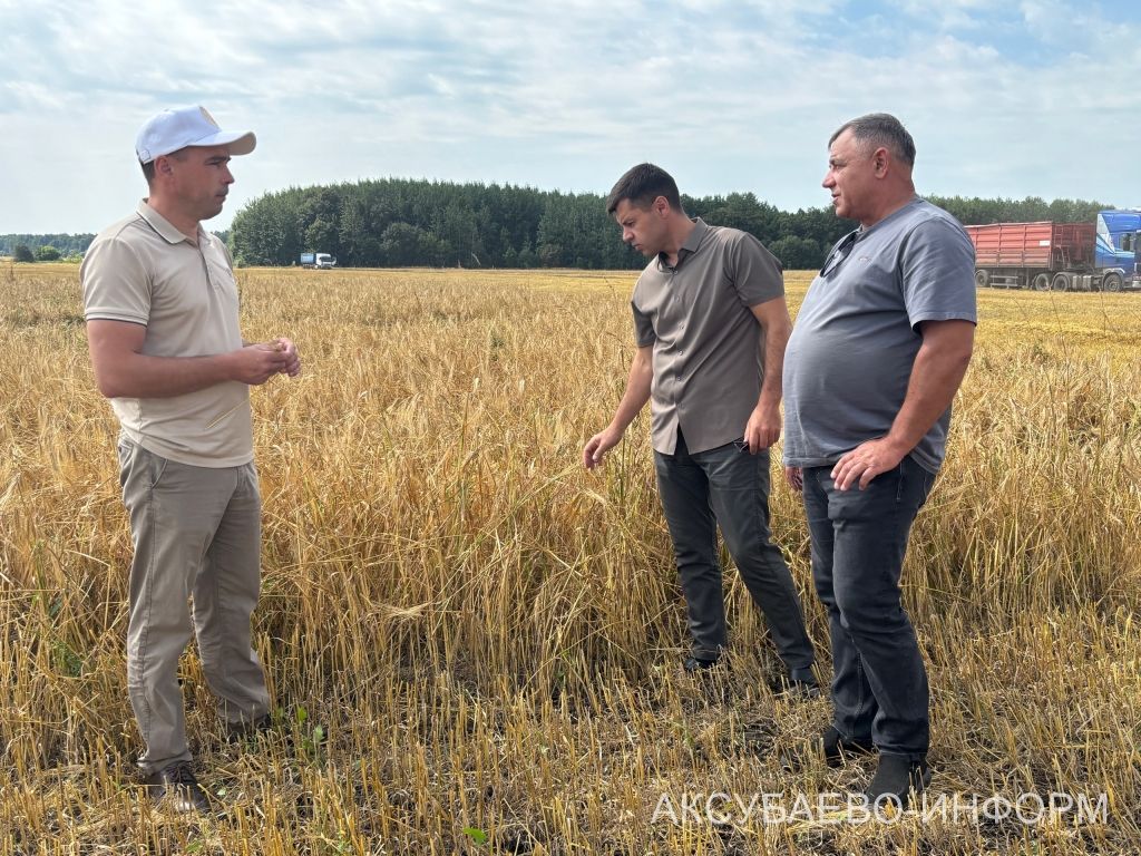 В сельхозпредприятии «Волга Селект» Аксубаевского района намолочено свыше 1300 тонн зерна