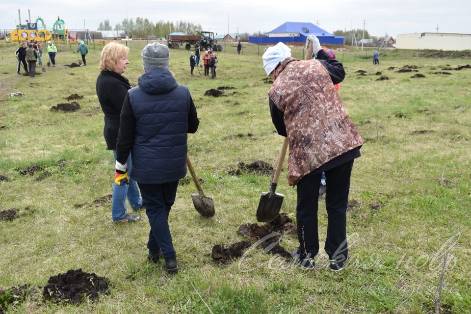 Международная акция «Сад памяти» в Аксубаеве продолжается