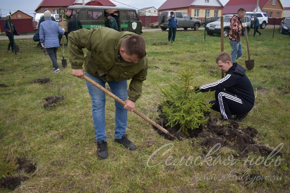 Международная акция «Сад памяти» в Аксубаеве продолжается