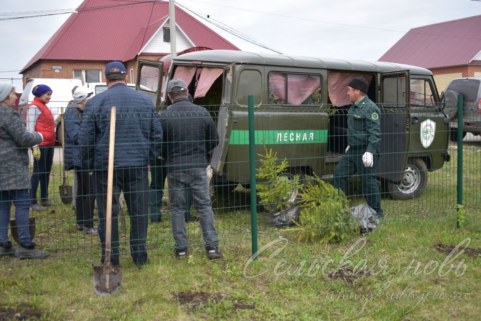 Международная акция «Сад памяти» в Аксубаеве продолжается