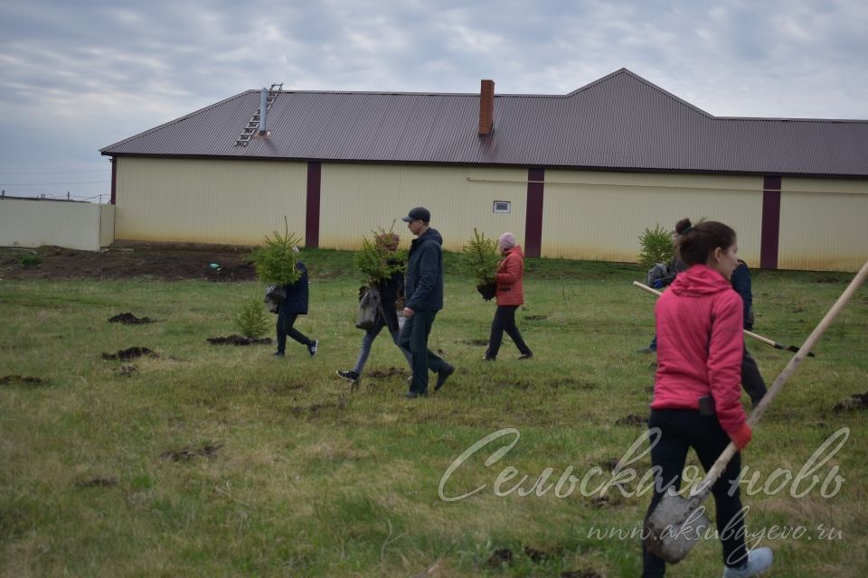 Международная акция «Сад памяти» в Аксубаеве продолжается