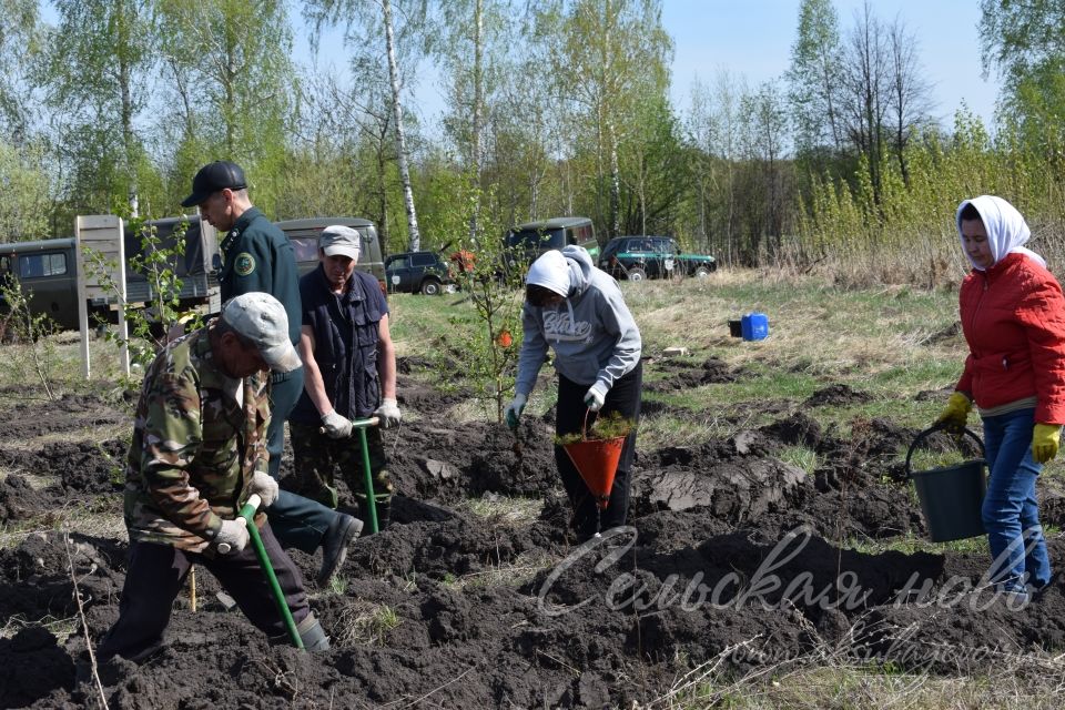 В Аксубаевском лесничестве в память о героях войны вырастит сосновый лес