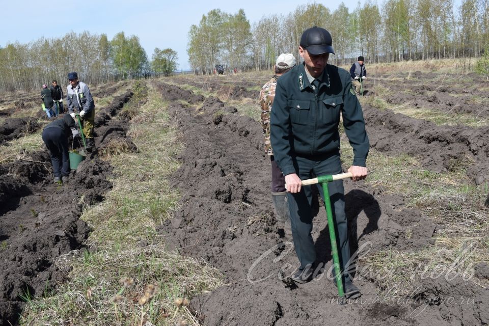 В Аксубаевском лесничестве в память о героях войны вырастит сосновый лес