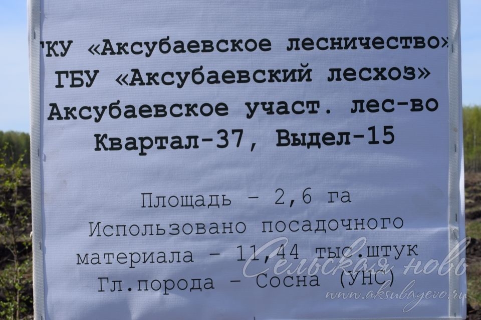 В Аксубаевском лесничестве в память о героях войны вырастит сосновый лес