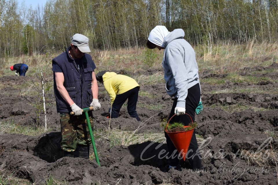 В Аксубаевском лесничестве в память о героях войны вырастит сосновый лес