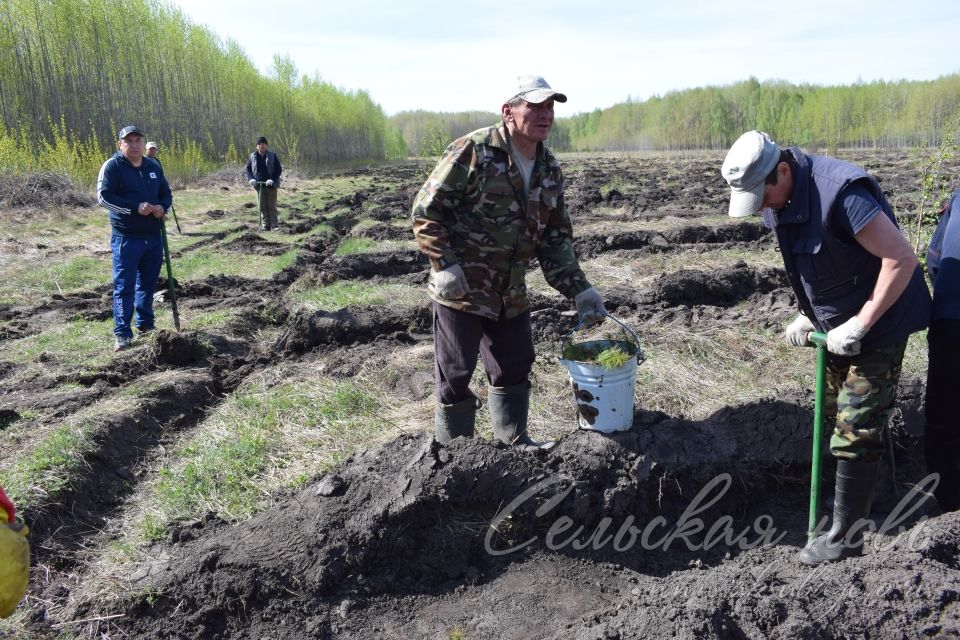 В Аксубаевском лесничестве в память о героях войны вырастит сосновый лес