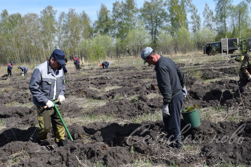 В Аксубаевском лесничестве в память о героях войны вырастит сосновый лес