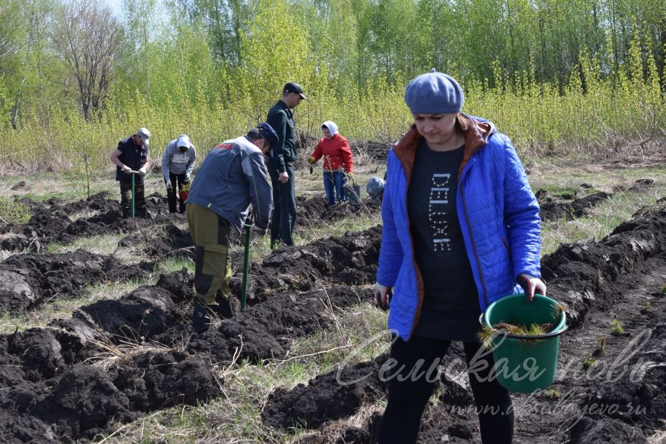 В Аксубаевском лесничестве в память о героях войны вырастит сосновый лес