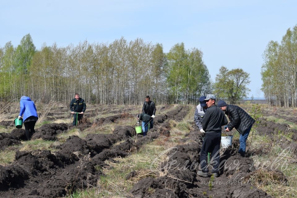 В Аксубаевском лесничестве в память о героях войны вырастит сосновый лес