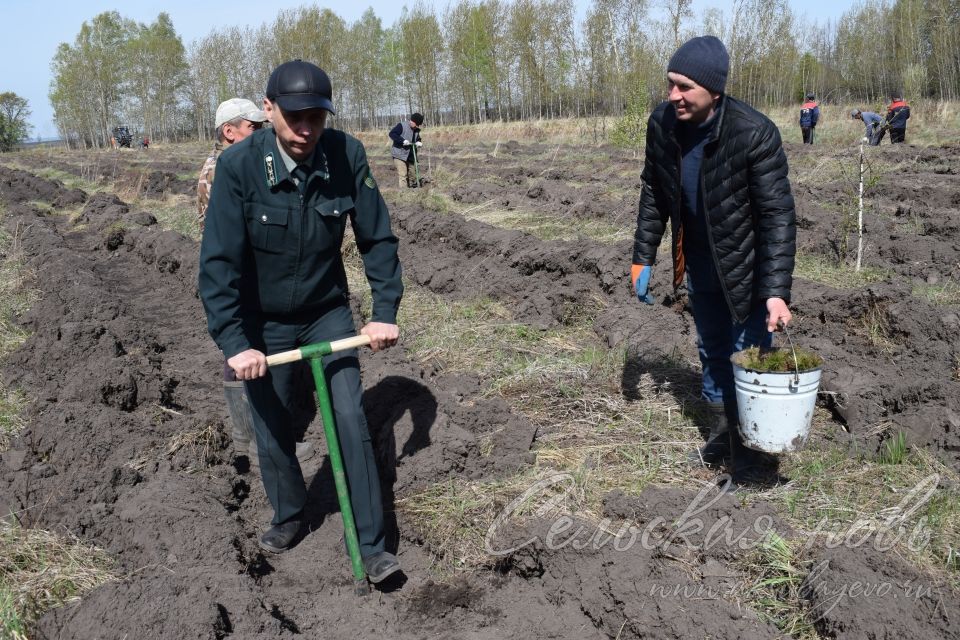 В Аксубаевском лесничестве в память о героях войны вырастит сосновый лес