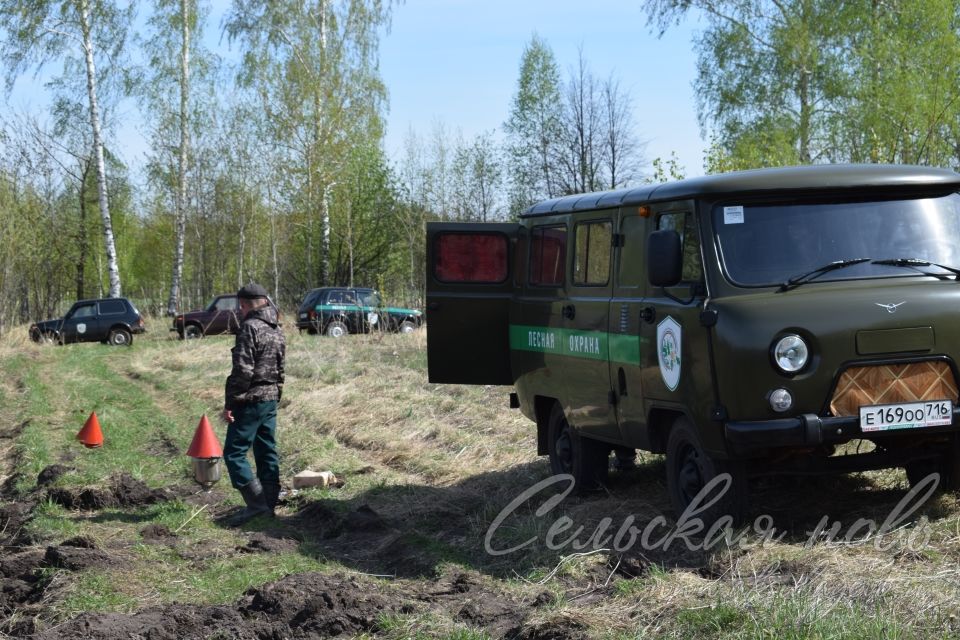 В Аксубаевском лесничестве в память о героях войны вырастит сосновый лес