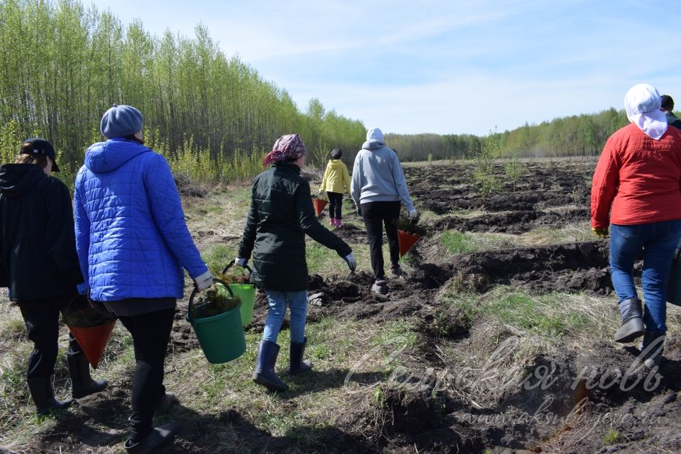 В Аксубаевском лесничестве в память о героях войны вырастит сосновый лес