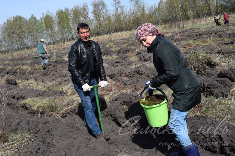 В Аксубаевском лесничестве в память о героях войны вырастит сосновый лес