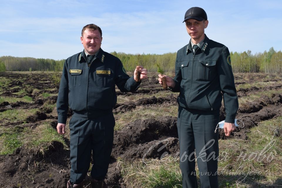 В Аксубаевском лесничестве в память о героях войны вырастит сосновый лес