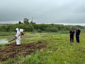 В Аксубаевском районе уничтожили участки дикорастущей конопли