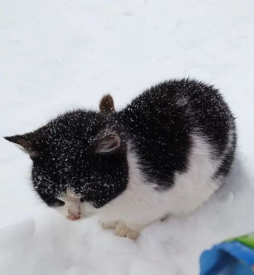 Бездомные кошки – укор хозяевам!