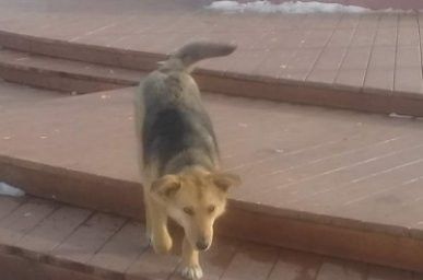 Аксубаевцев призывают держать собак на привязи