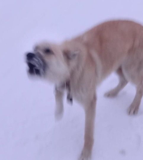 Домашние собаки в Аксубаеве гуляют самовыгулом