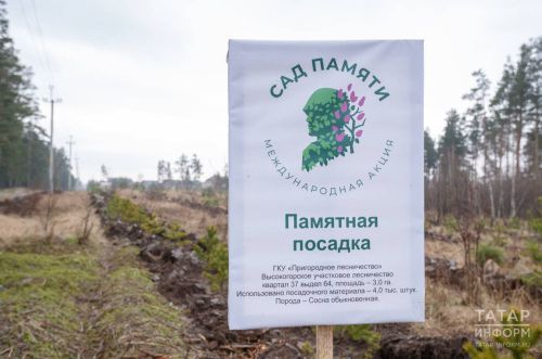 Живое дерево в память о павших: Татарстан присоединяется к акции «Сад памяти»