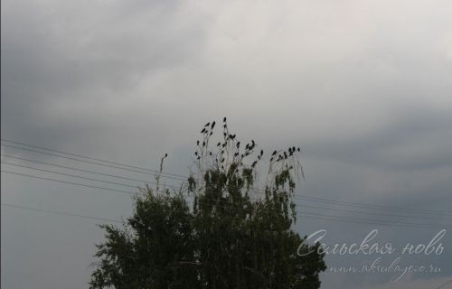 Прогноз погоды в Аксубаевском районе на 26 августа: дожди, туман и до +23°С