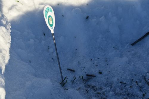 Аксубай басуларында уҗымнар уңышлы кышлый
