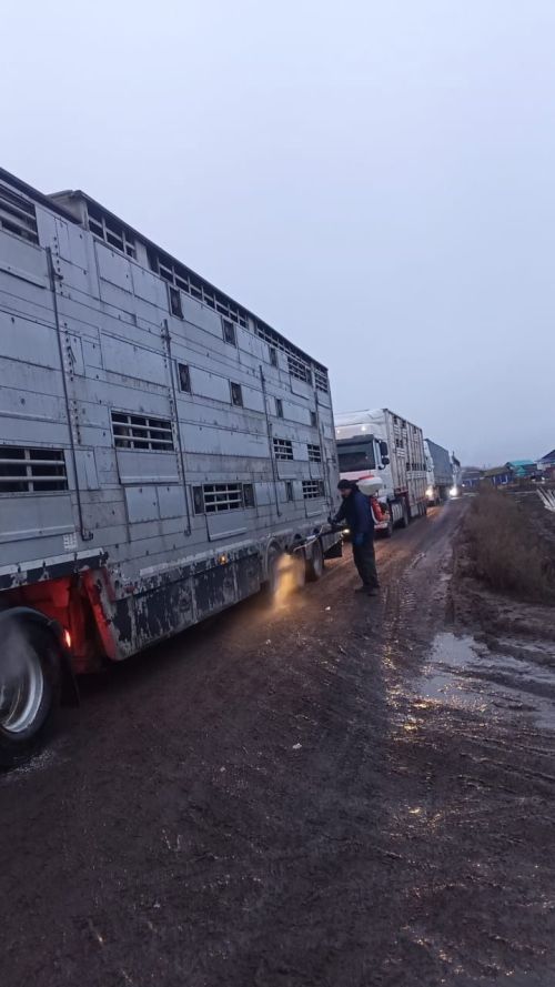 Ферма пополнилась новым племенным поголовьем