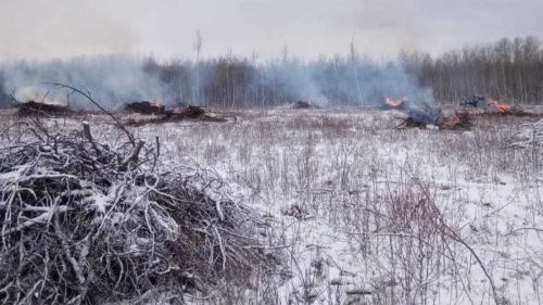 Аксубаевские лесоводы очищают лесные участки
