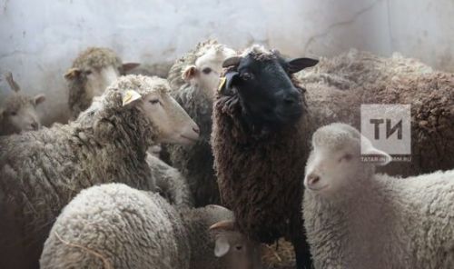 Закон «о побочных продуктах животноводства» вступил в силу