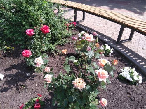 Какие цветы нужно сажать в апреле, чтобы они давали пышные соцветия