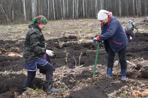 Аксубайлылар «Хәтер бакчасы» акциясенә кушылды
