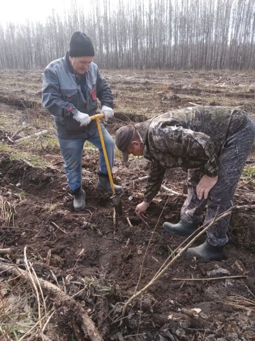 Аксубай урманчылары “кармәт” урманында Хәтер бакчасы булдырдылар
