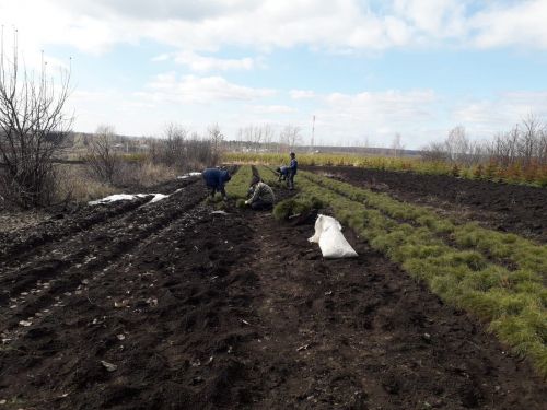 Аксубай питомникларында тополь сабакларын утырталар һәм нарат үсентеләрен салкын урыннарга урнаштыралар