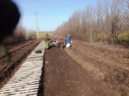 Аксубай питомникларында тополь сабакларын утырталар һәм нарат үсентеләрен салкын урыннарга урнаштыралар