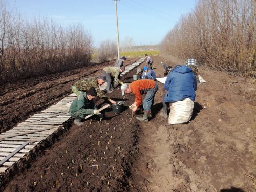 Аксубай питомникларында тополь сабакларын утырталар һәм нарат үсентеләрен салкын урыннарга урнаштыралар