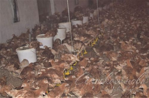 Татарстанның кече хуҗалыкларына 1 млрд сумнан артык ярдәм бирелгән