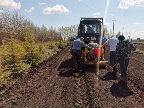Аксубай урманчылары нарат урманына нигез салдылар