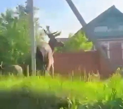В Советском районе Казани засняли маралов, гуляющих по улицам