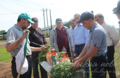 На аксубаевских полях трава подрастает, техника к ее уборке готова