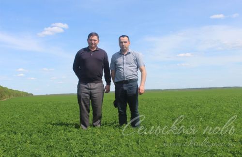 На аксубаевских полях трава подрастает, техника к ее уборке готова